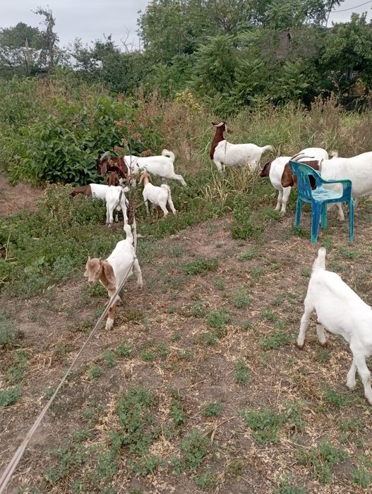 Capre și iezi boer de vânzare