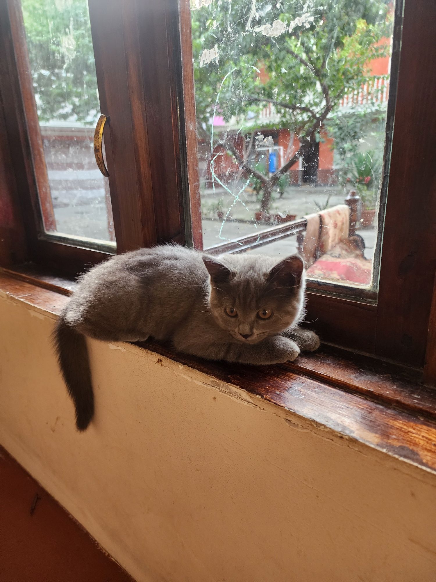 Мушуклар сотилади