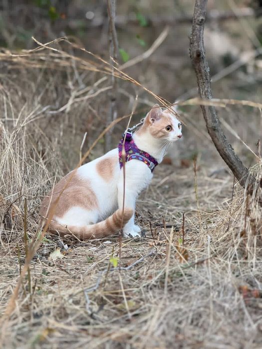 Подарявам две женски котета