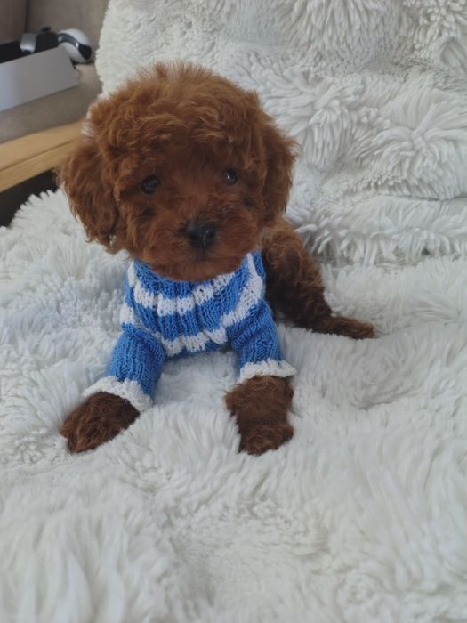 Mascul pudel talie mica