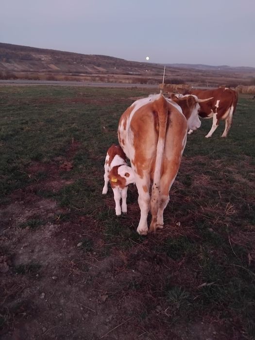 Vaca la prima fatare