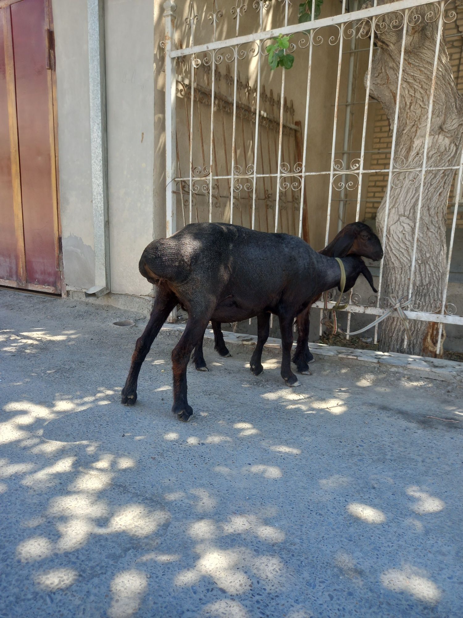 ona bola sotlade