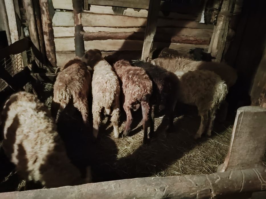 Продам кошкарчиков