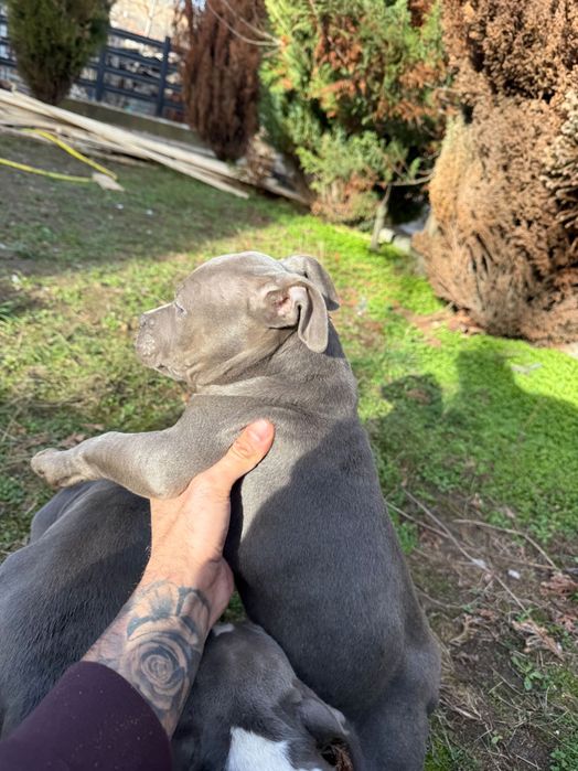 Американско були