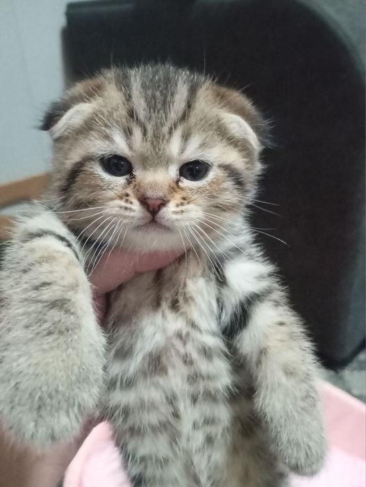 Продаются котята