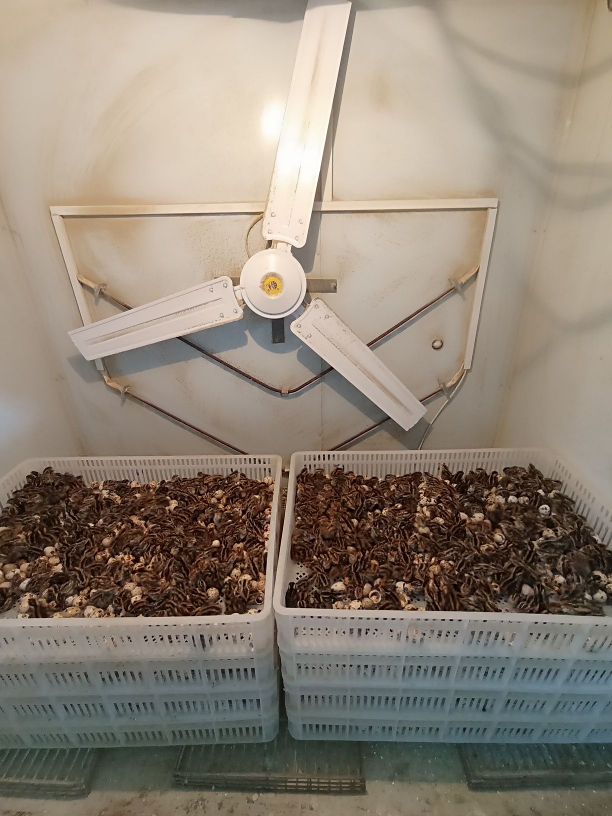 Ventilator patalochni Rossiski вентилятор парак