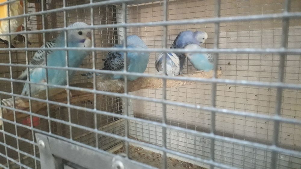 Попугай тути валнистий