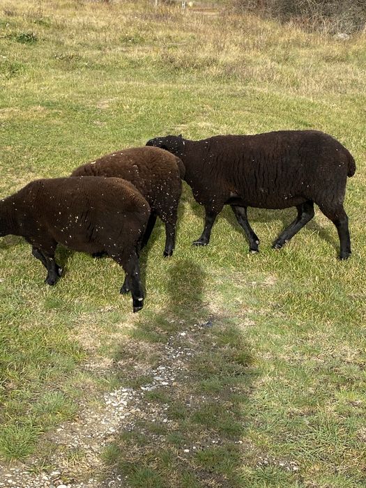 Mielute si oi de carne