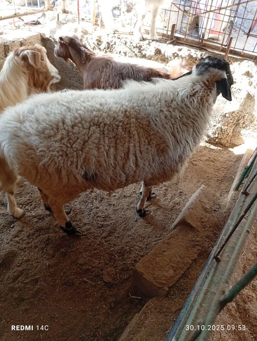 Ок кора кулок бугоз куй тезда сотилади шошилинг!семиз  чиройли йош