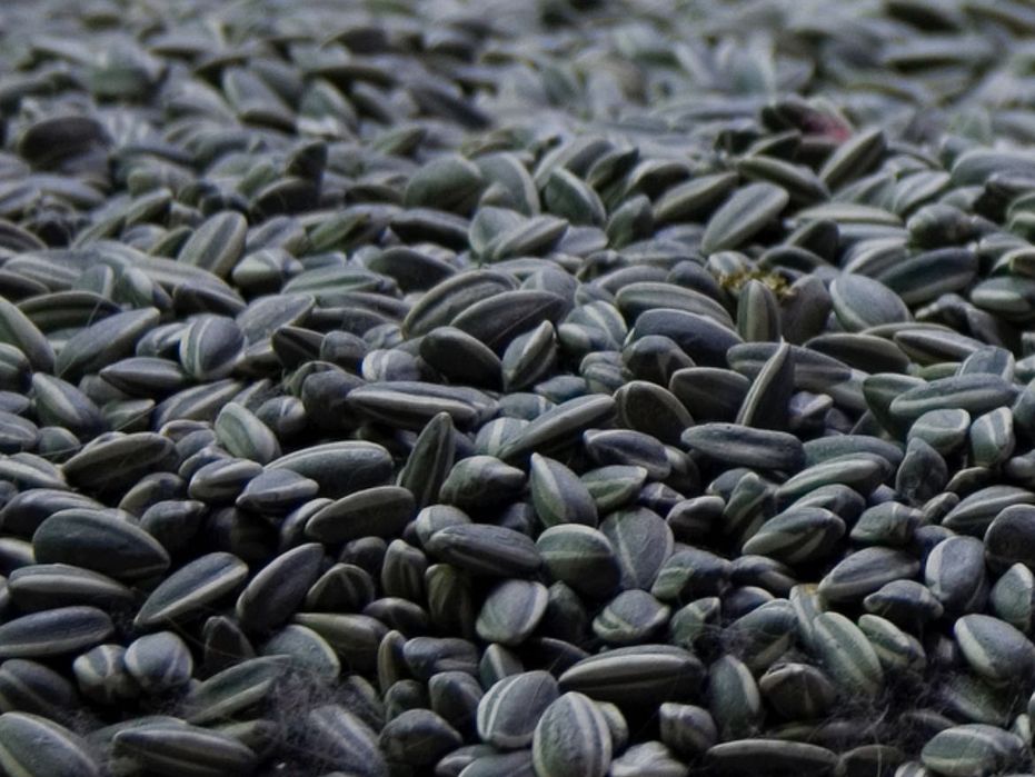 Vând Cereale orz ,rapiță ,floarea soarelui