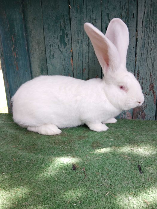 Бели великани свободни