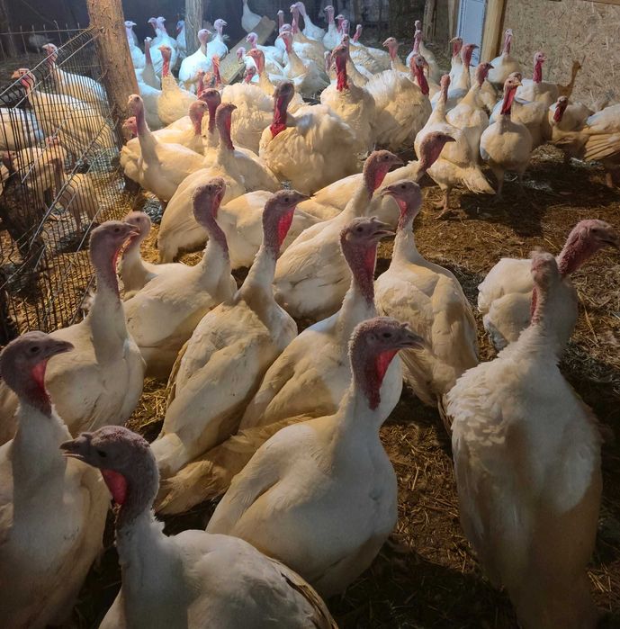 Curcani crescuti cu cereale