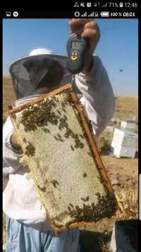 lichidare de albine cu 25 lei rama cu puiet si miere 1/1  cu sau fără