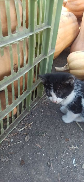 Котенца за грижовни стопани