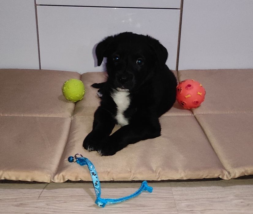 Щенок собака мужик