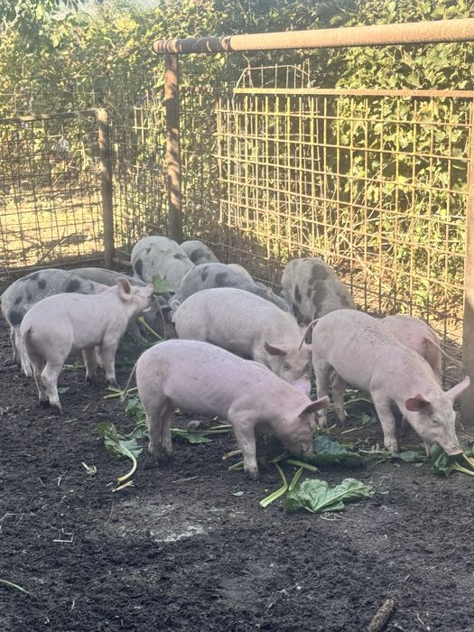 Vand purcelusi grasuni