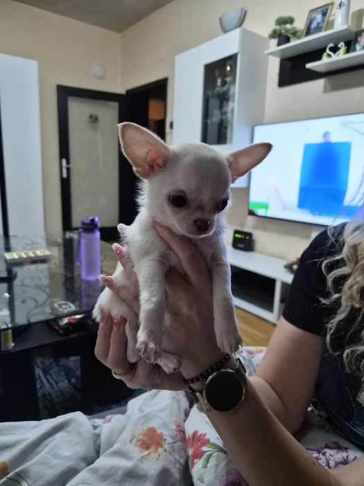 Чихуахуа  момиченце
