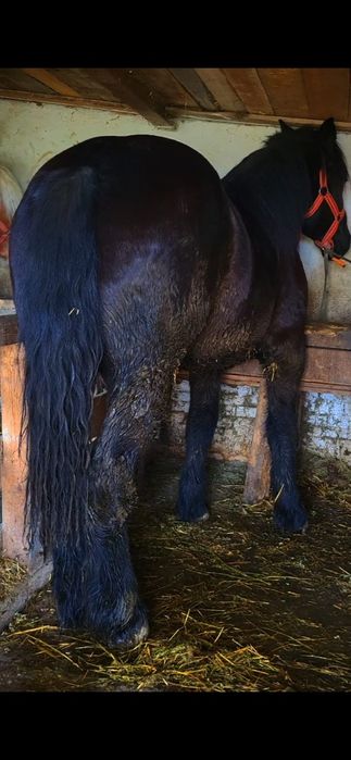 Vând sau schimb mânz de 1 și 8 luni 180 la greben 750 greutate