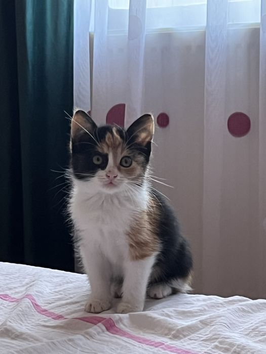 Donez pisicuta jucausa