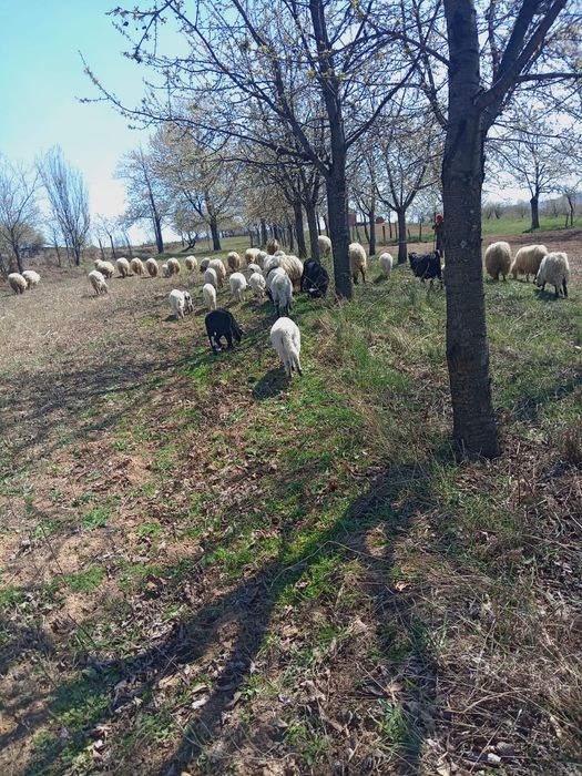 De vânzare. Pentru mai multe detalii și preț sunați la nr. de telefon