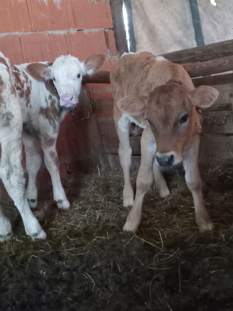 Vand două vitele batate de 6 saptamani
