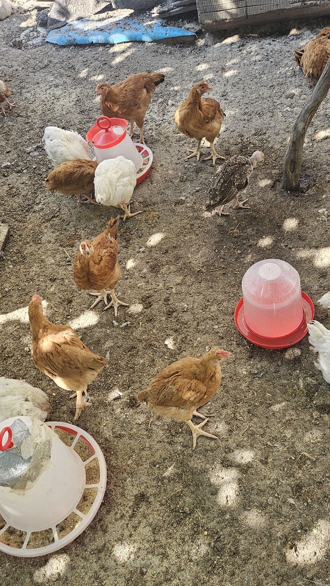 Vând pui de găină / curcani