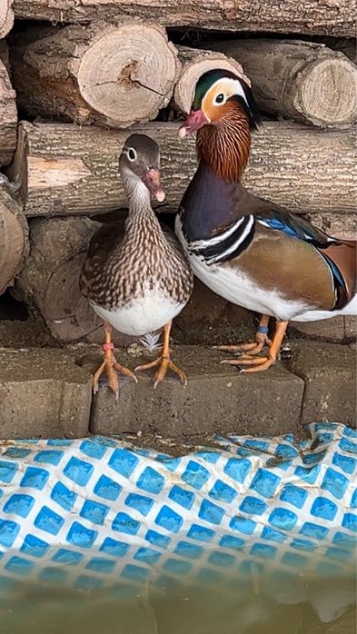 Vand rate mandarin mature