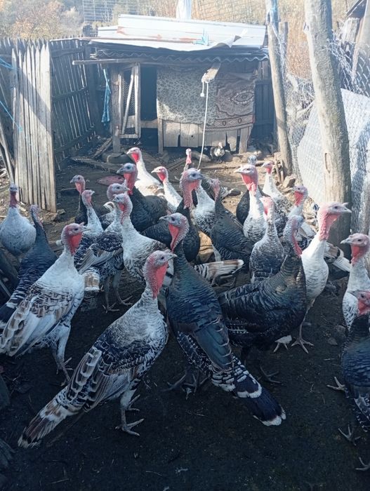 Vând curci și gâște