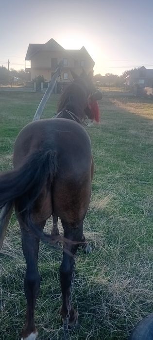 Cal de vanzare Harmasar com