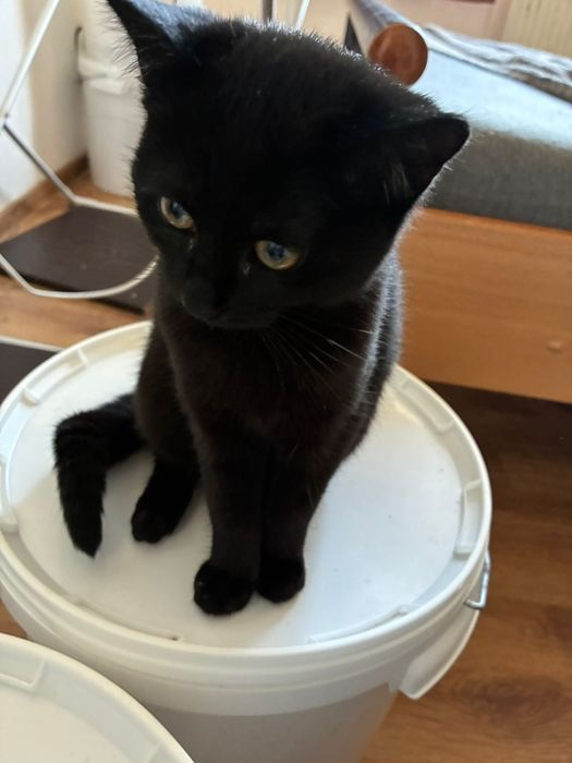 pisicuta Lyra cauta familie iubitoare permanenta