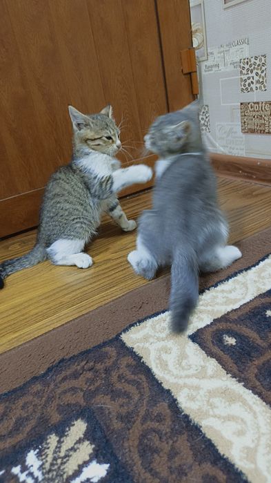 Кошки бесплатно отдам даром