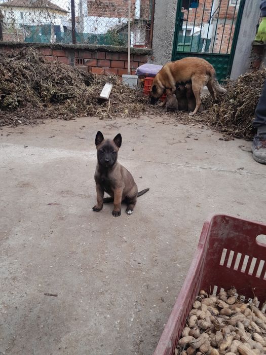 Белгийска овчарка