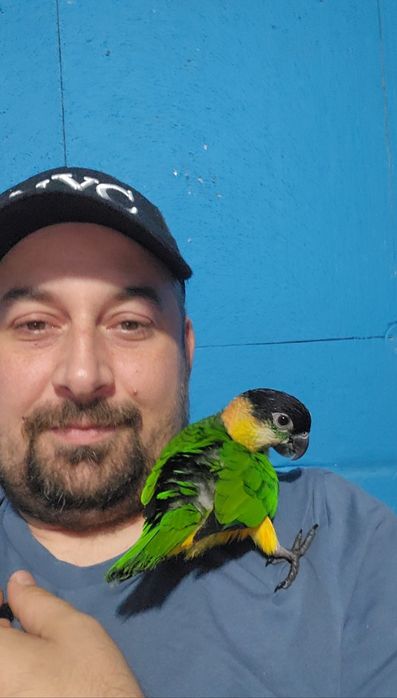 Pui papagali Caique cap negru/ sapca neagra