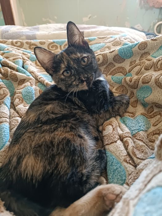 Котенок девочка.