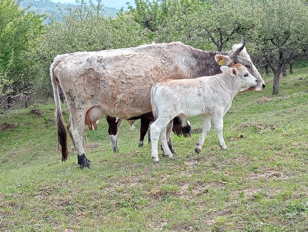 Vaci de vânzare de lapte și de carne