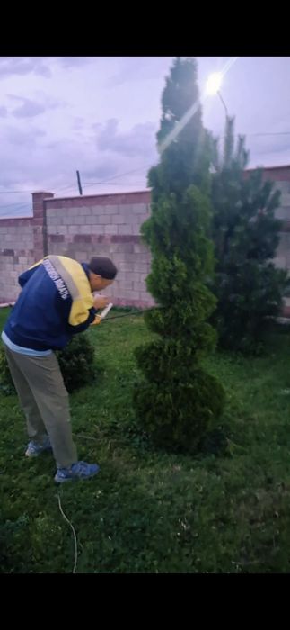 Профессиональная посадка-пересадка деревьев Лечение деревьев спил дере