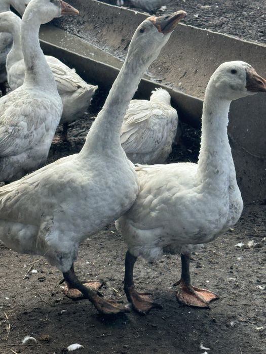 Гуси, продам мясо домашних гусей