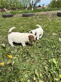 Vand pui Jack Russell Terrier