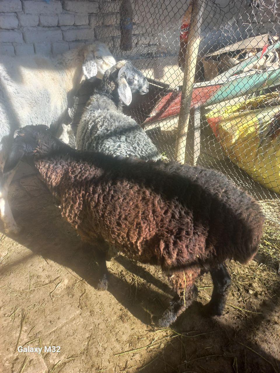 Qo'ylar sotiladi
