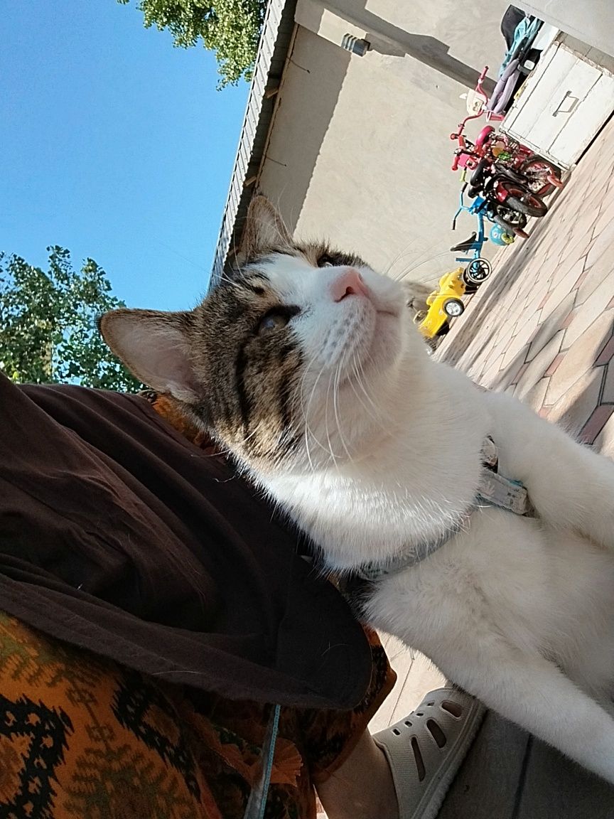 Gigant mushuk uy mushugi