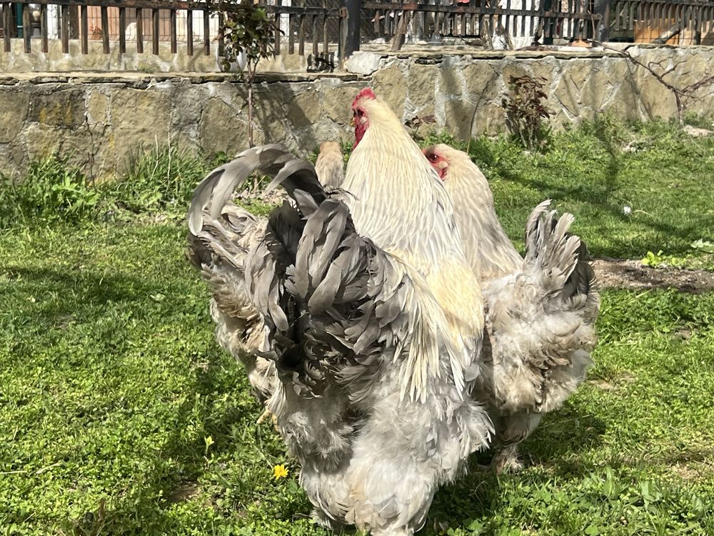 Продавам разплодни яйца от Брама Изабела/Brahma Isabella