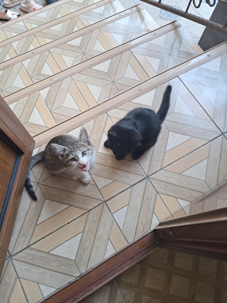 ЖИВОТНОЕ ,котята