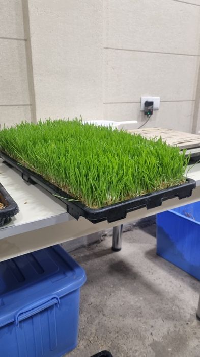 Gidroponika Sotiladi