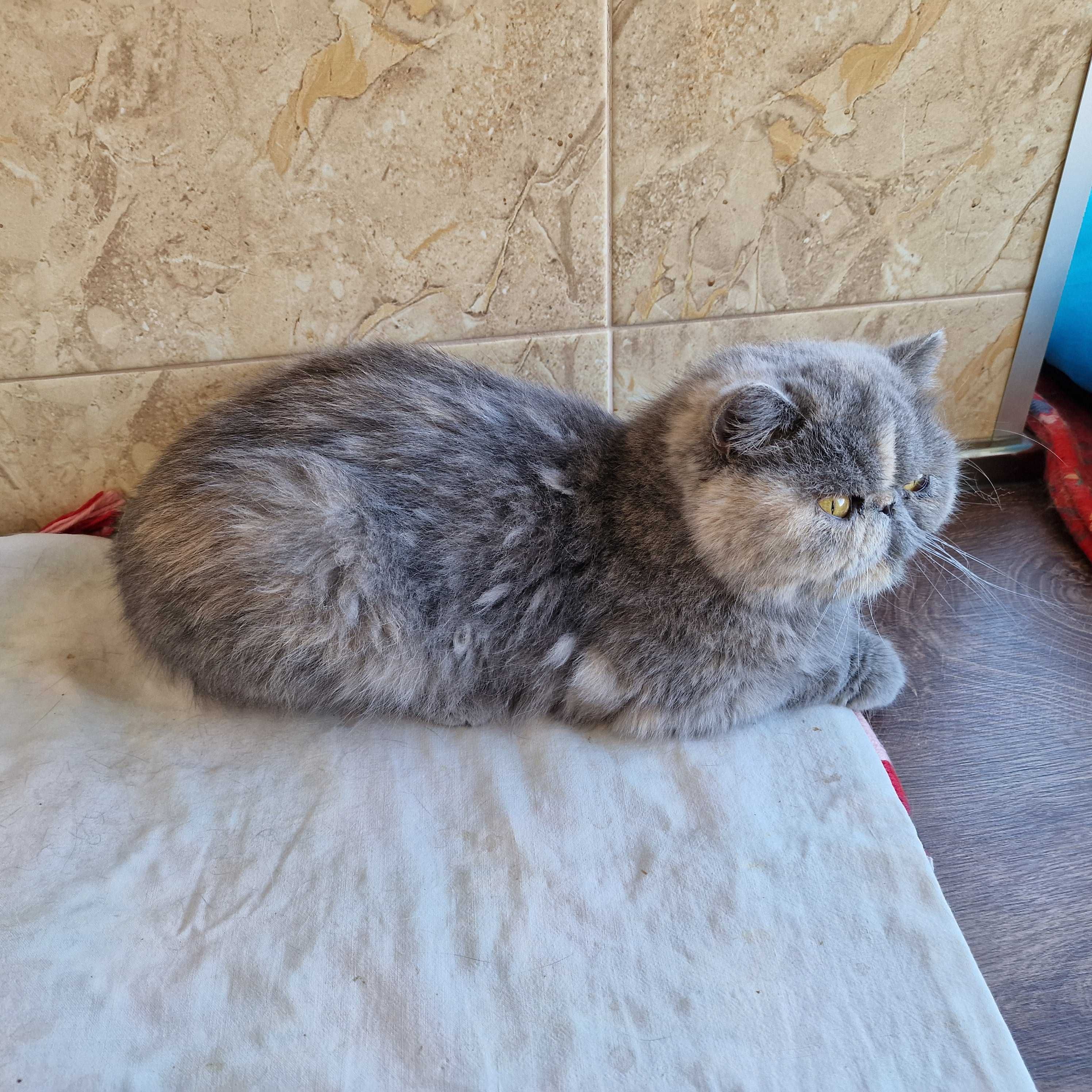 Женски екзотични персийски котки на 4 години и 2 години.
