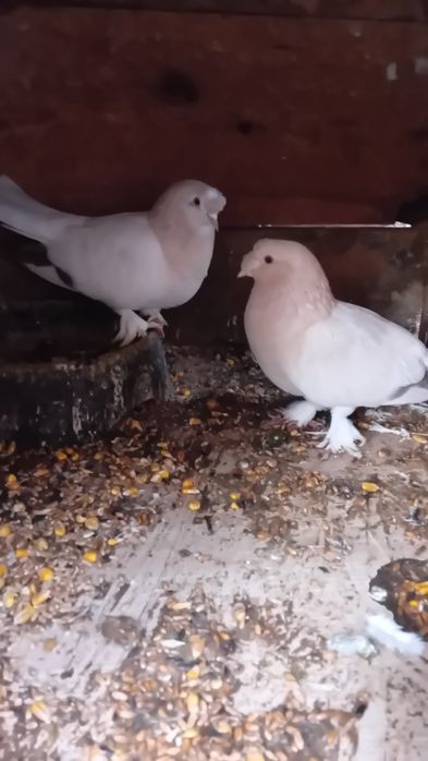 Продавам Мардини