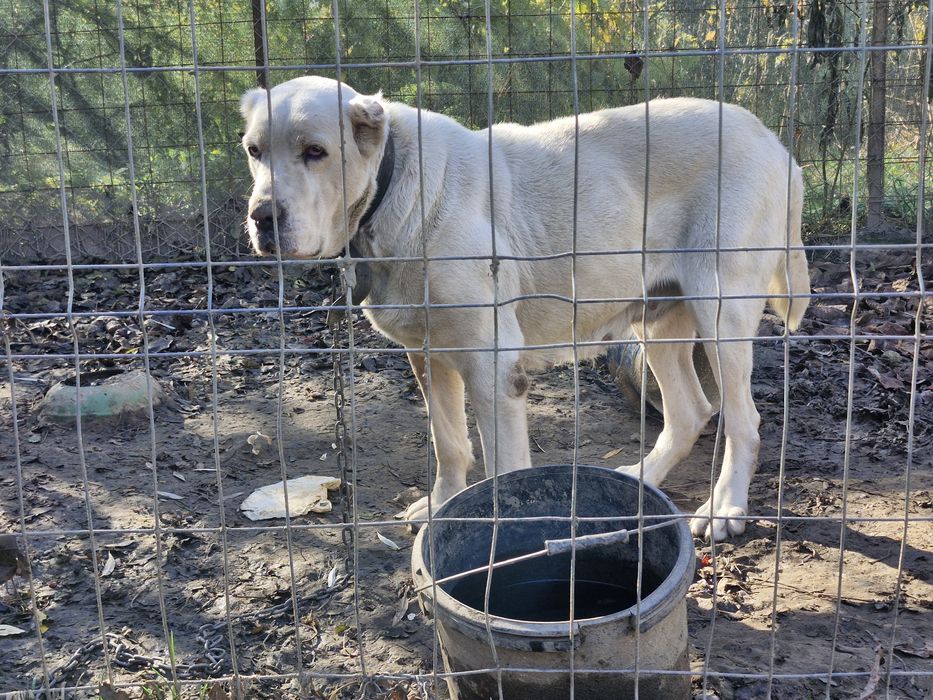 Ciobanesc de asia centrala