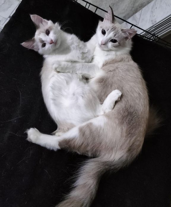 Отдам ответственным людям