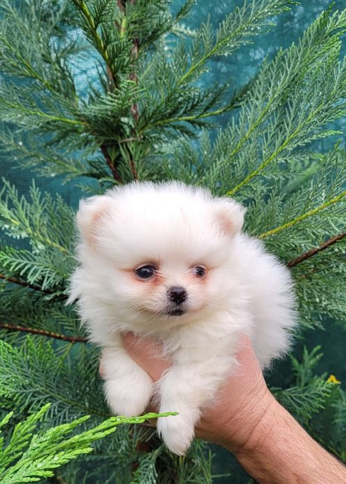 Померан-мини шпиц !!!