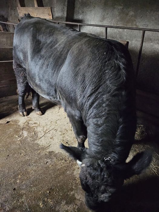 Vand taur de aproximativ un an