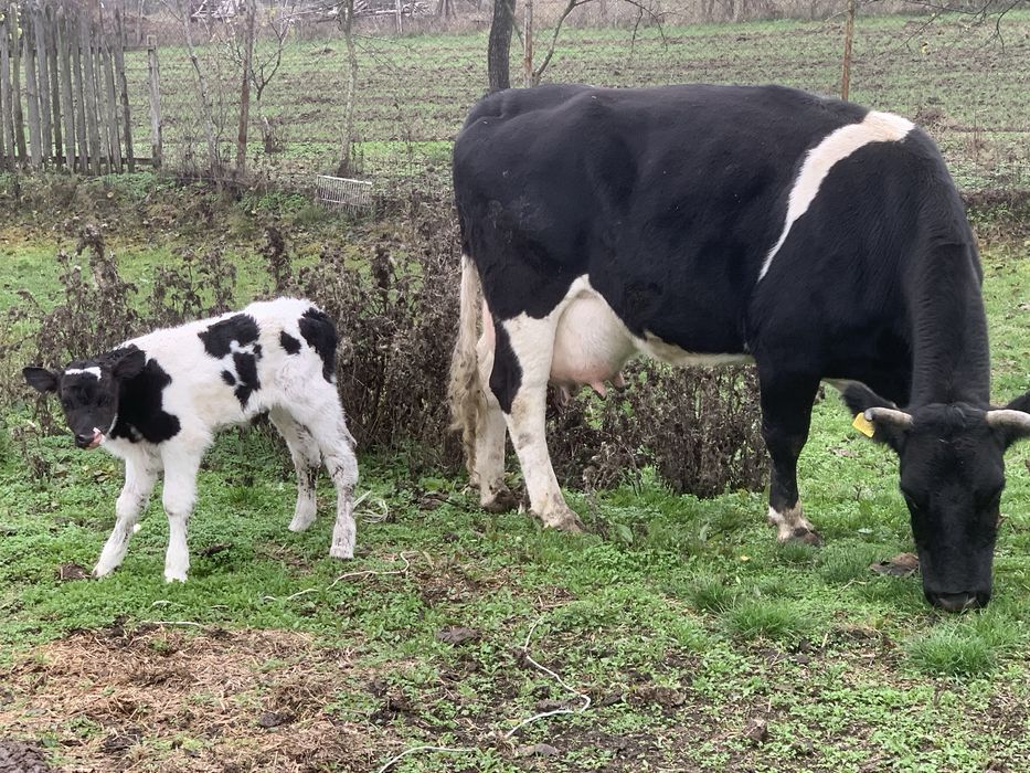 vand vitel baltata romaneasca cu negru